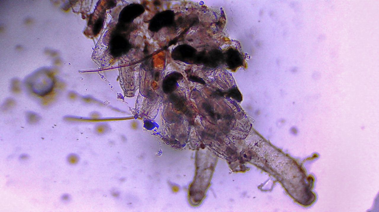 L''alieno trasparente delle nostre coste: l'' Amathia verticillata